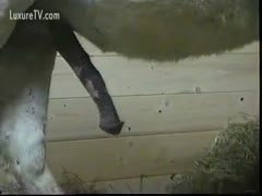 Two horses having zoo sex are captured on camera by an amateur.